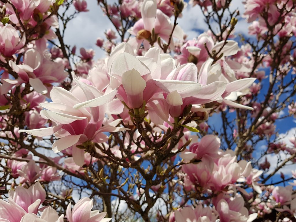 Newsletter de Printemps